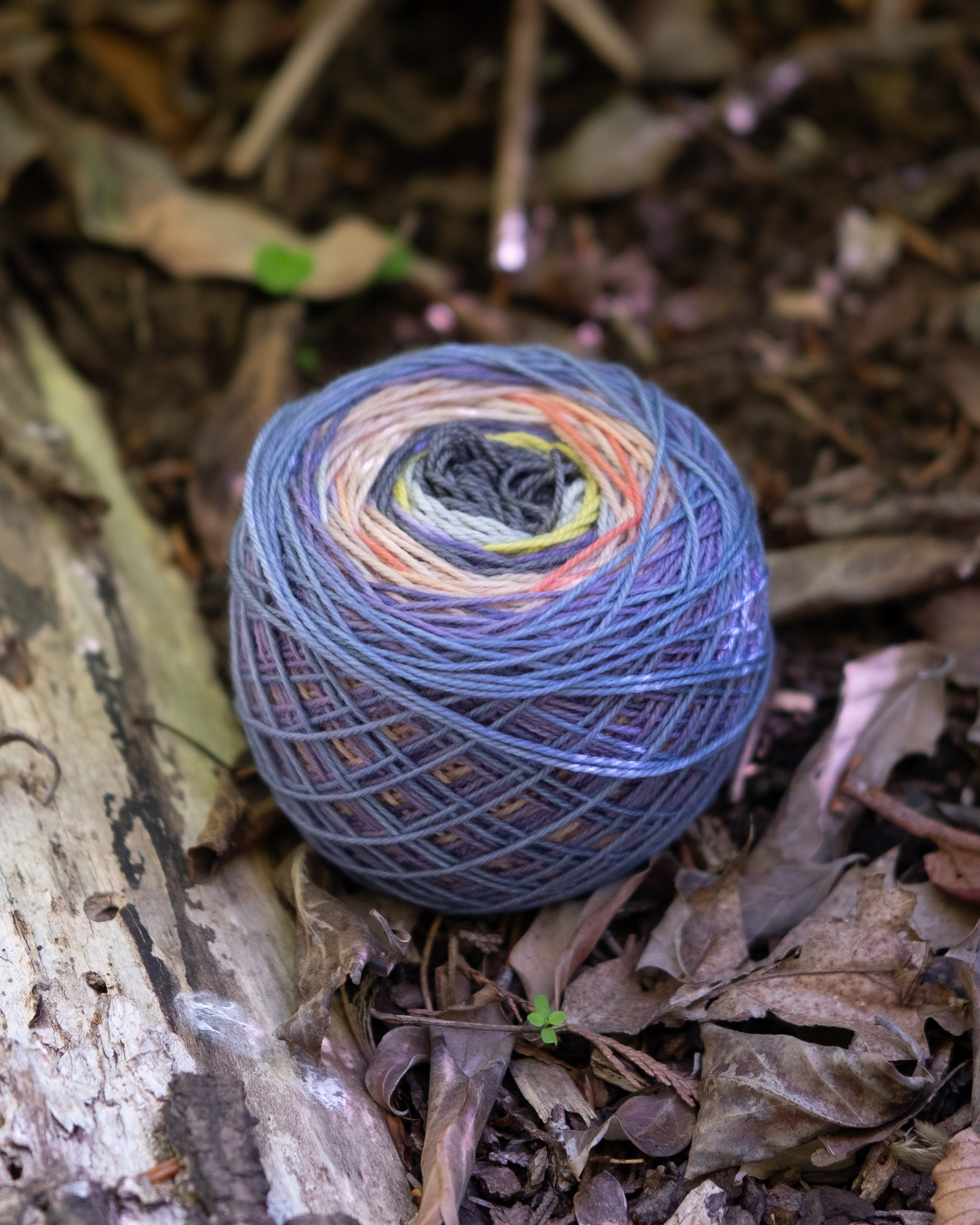 Turkey Tail : One Way Trip