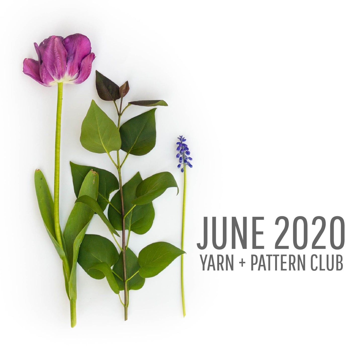 Yarn + Pattern Club : June 2020