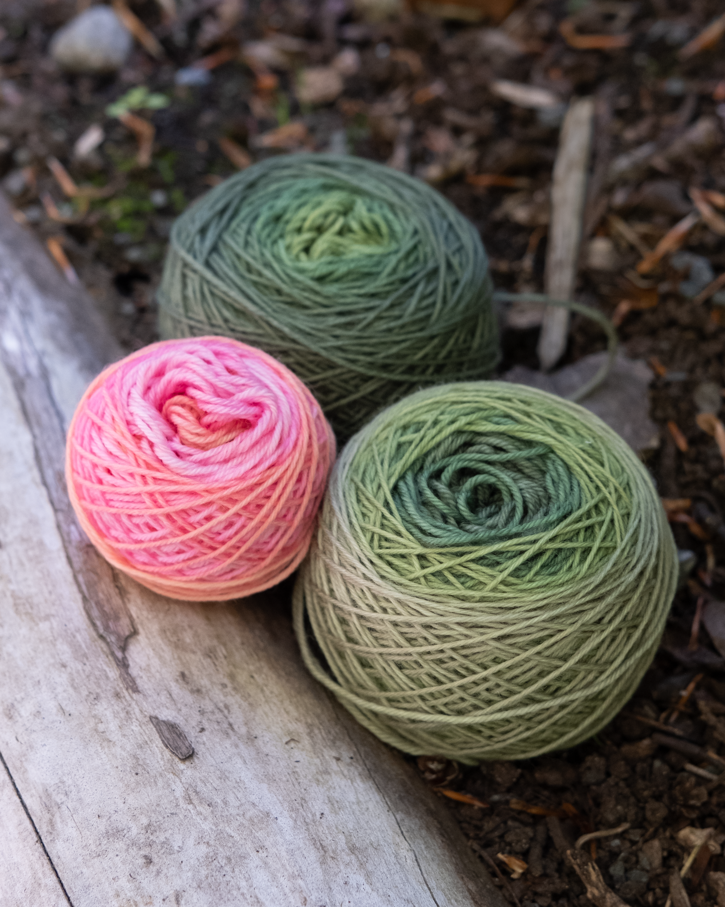 Dahlia : Round Trip