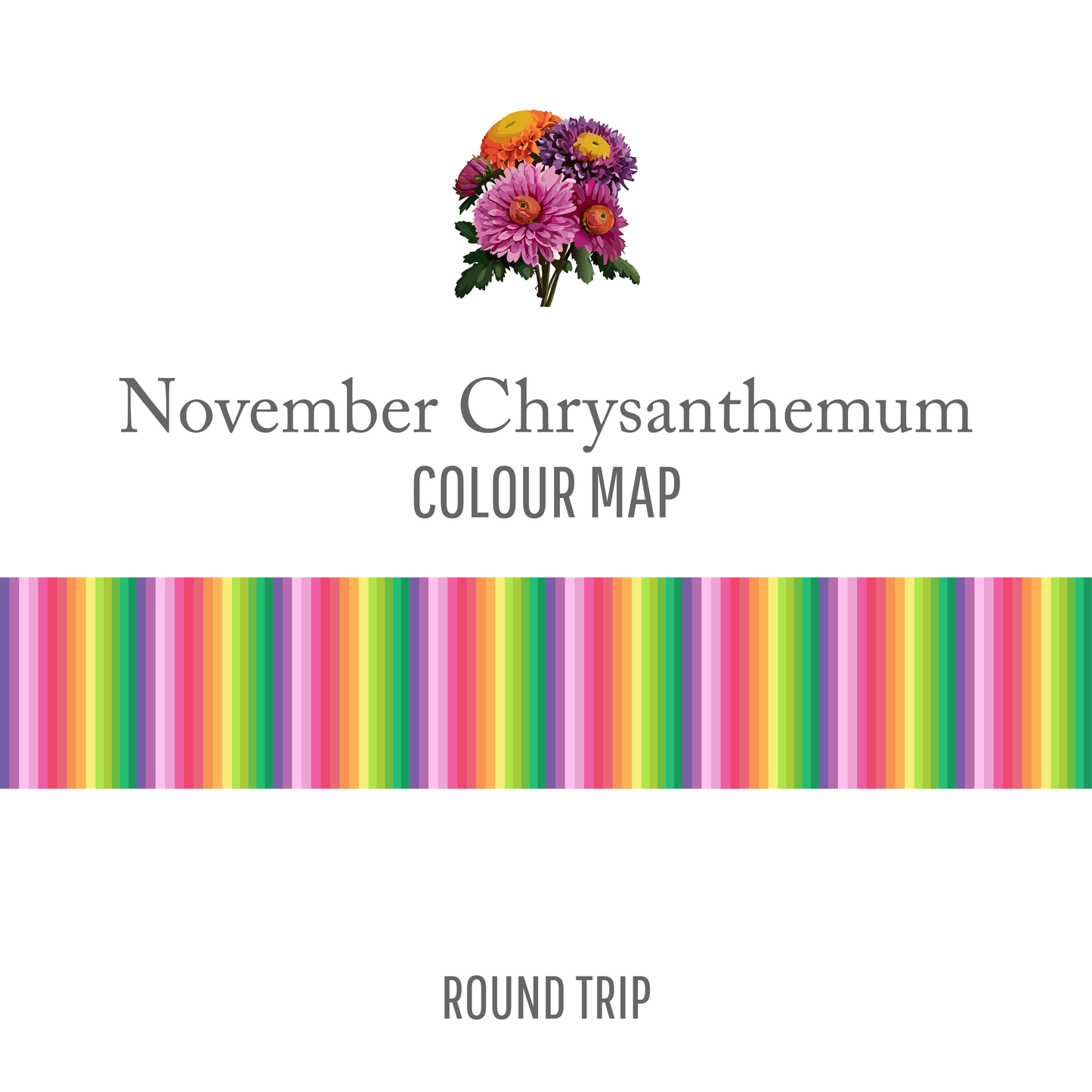 November Chrysanthemum : Round Trip