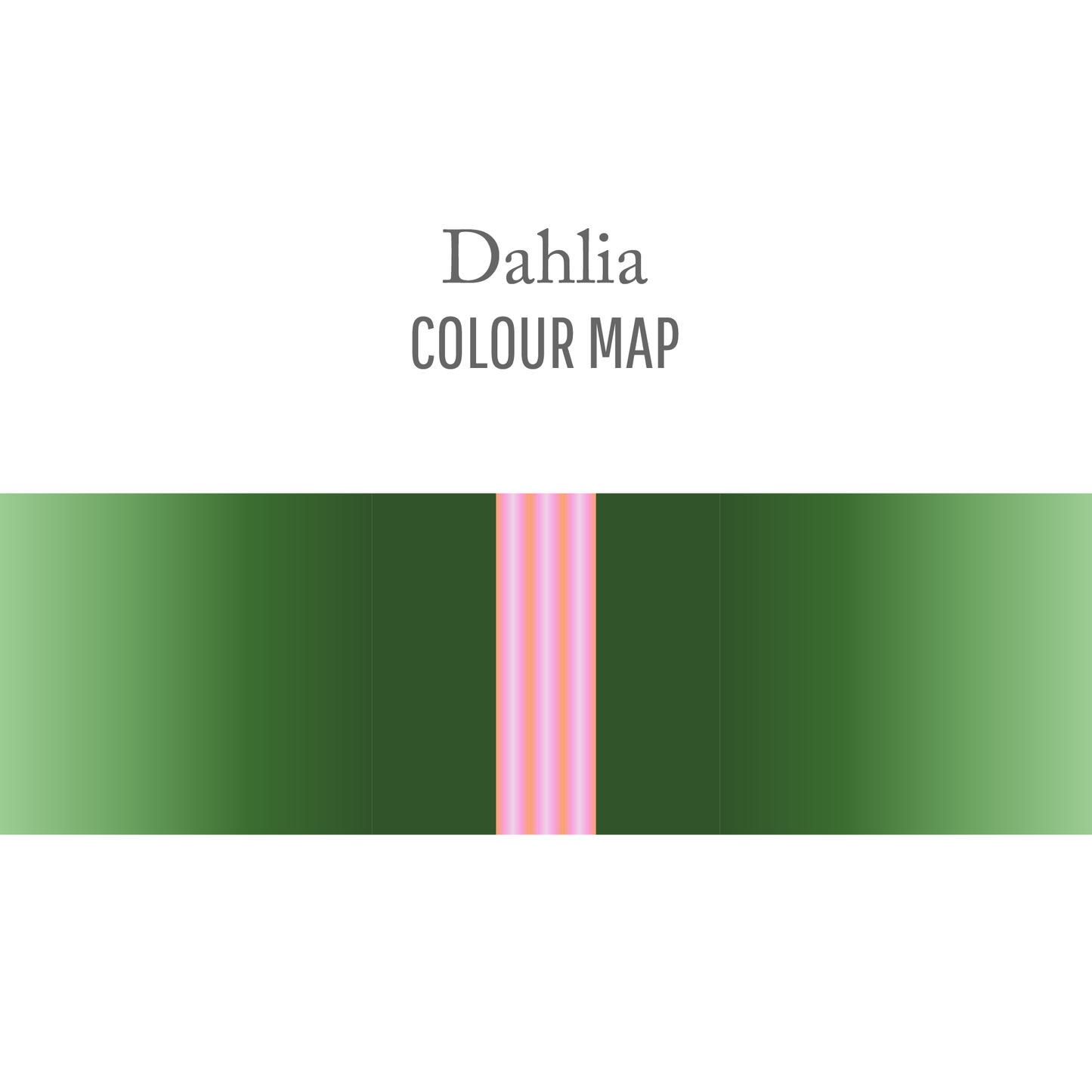 Dahlia : Round Trip